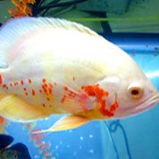 ddos压力测试平台