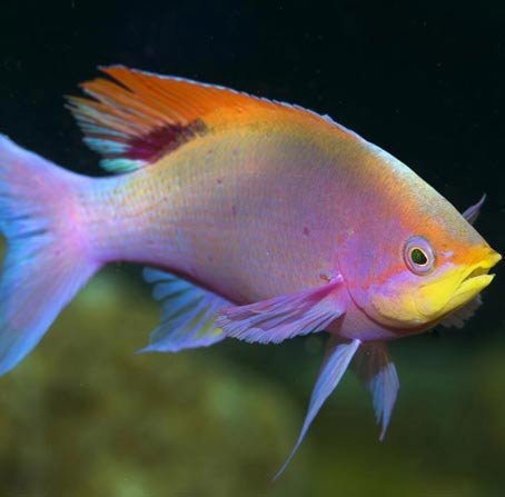 仓储管理平台的DDOS攻击